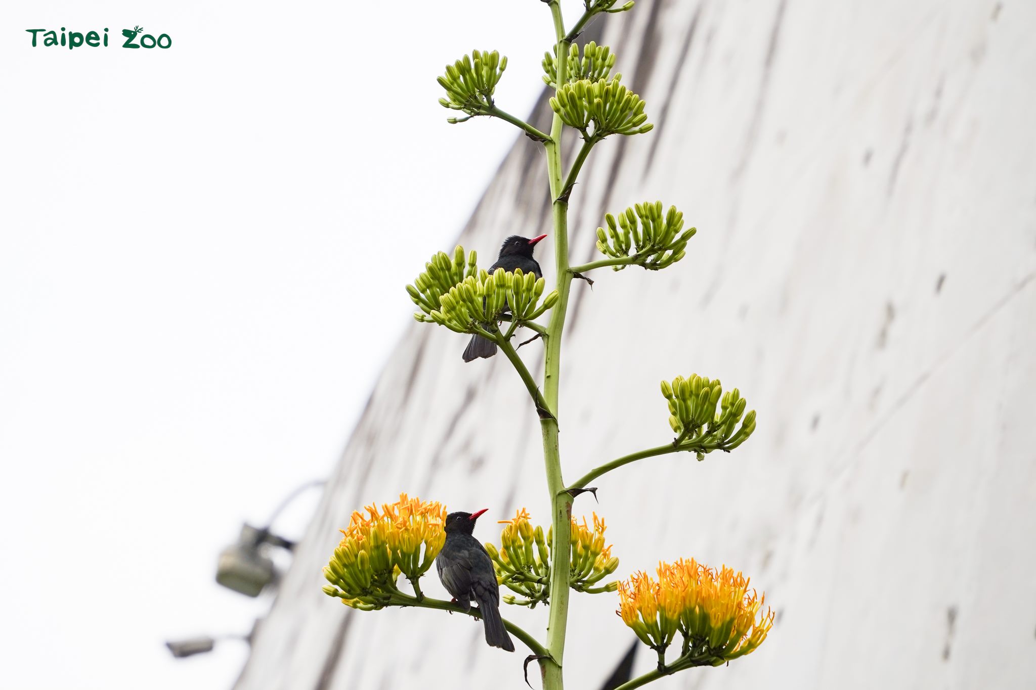 真實的巨大花莖「龍舌蘭」 穿山甲館旁華麗綻放 真實的巨大花莖「龍舌蘭」 穿山甲館旁華麗綻放