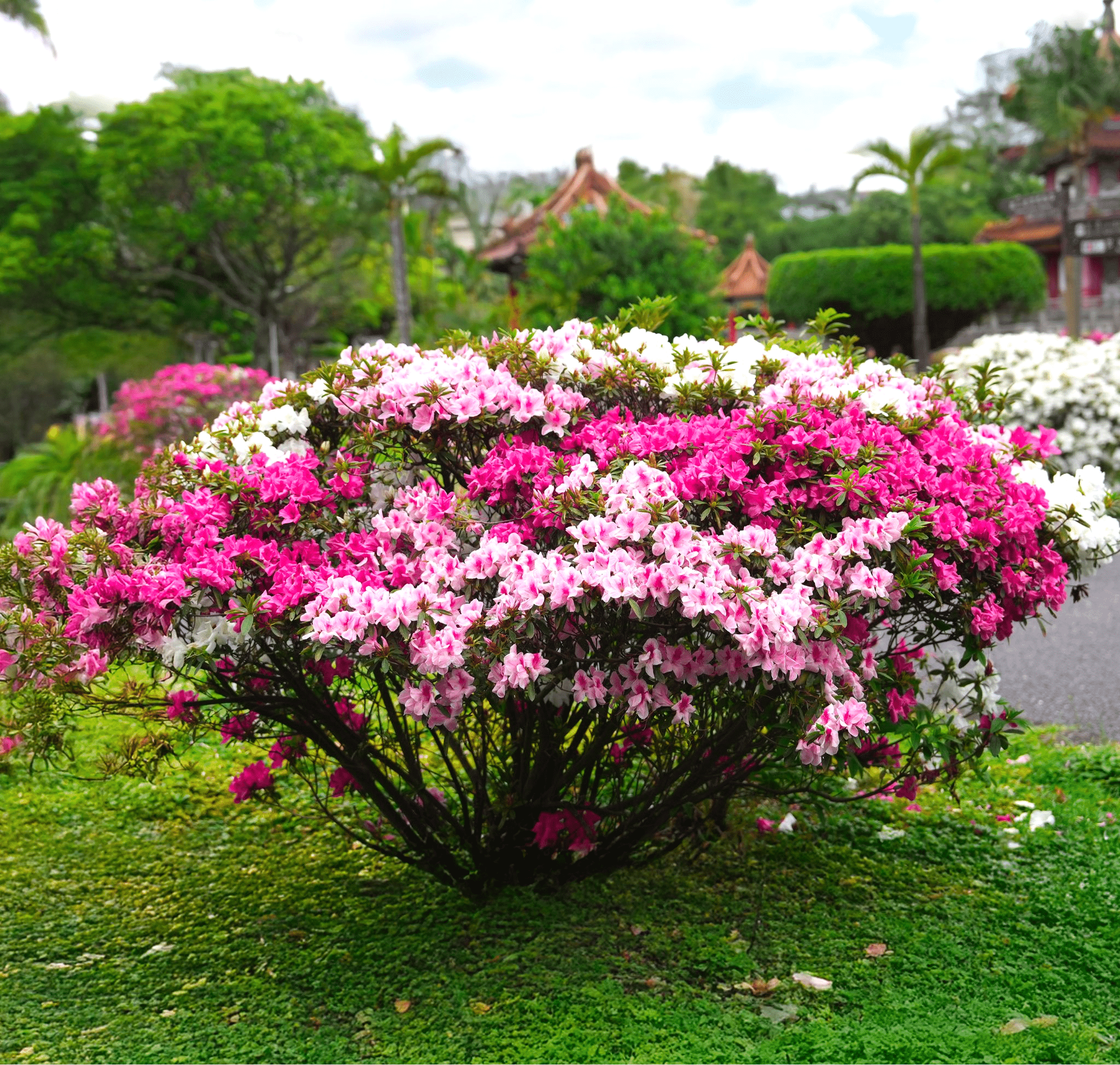 台北杜鵑花季圓滿落幕 人氣活動持續至4月中旬 台北杜鵑花季圓滿落幕 人氣活動持續至4月中旬