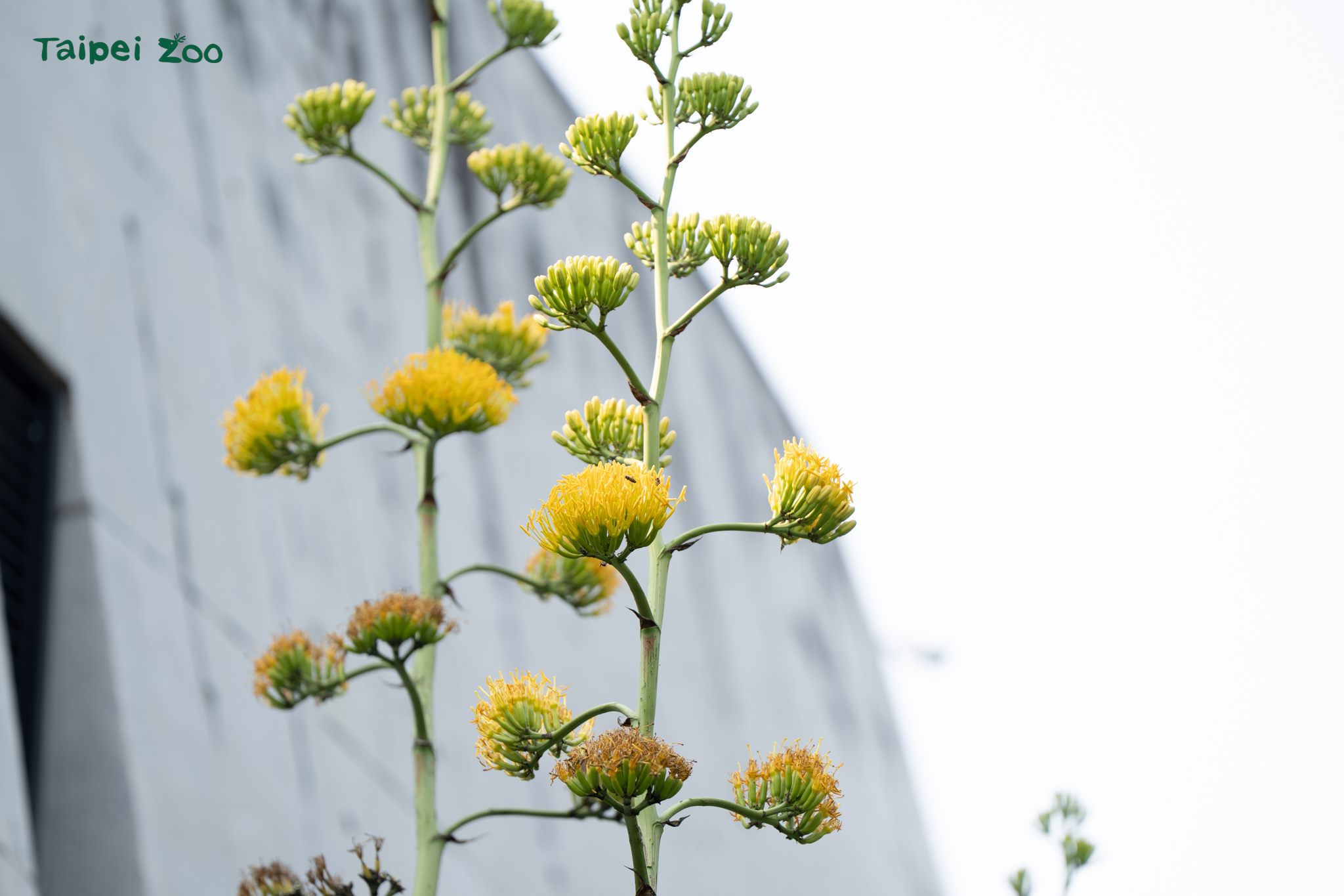 真實的巨大花莖「龍舌蘭」 穿山甲館旁華麗綻放 真實的巨大花莖「龍舌蘭」 穿山甲館旁華麗綻放