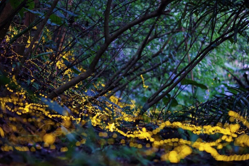 「2026火金姑的故鄉-小礁溪」 螢光閃耀、浪漫登場 ! (圖/礁溪鄉公所 提供)