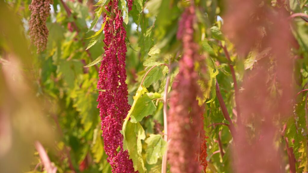 「山谷熱鬧開場」 2026金峰原生藝術國際博覽會盛大登場 金峰鄉紅藜田呈現紅綠交織的繽紛景觀,成為博覽會期間最具代表性的地景之一,吸引遊客駐足拍照與體驗。(圖/金峰鄉公所 提供)