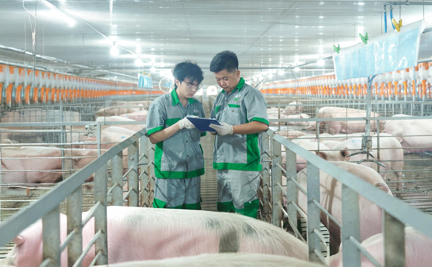 BAF豬場內部畫面。圖 / Thời báo Tài chính Việt Nam