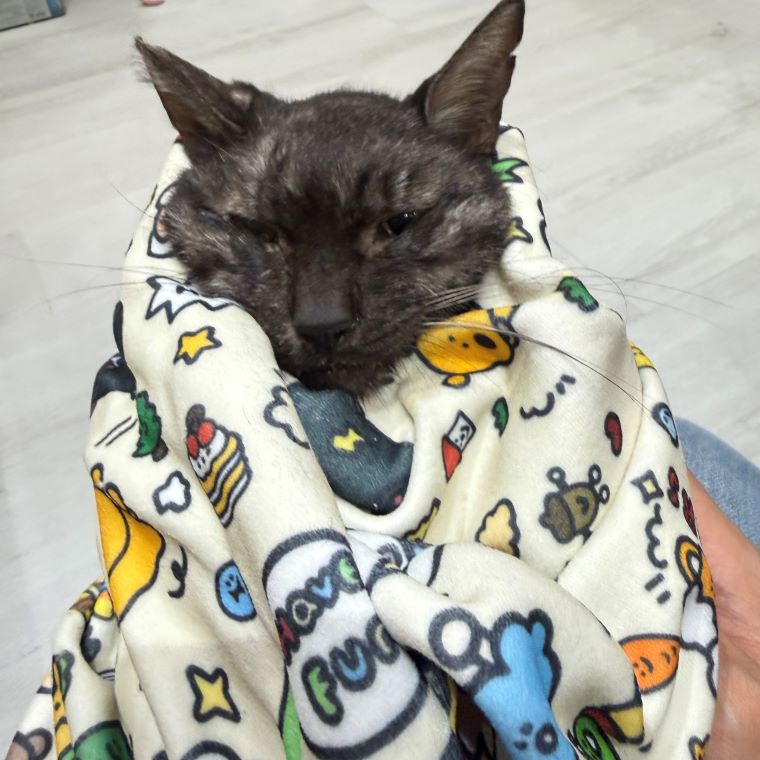 放養貓隻染病死亡 新北飼主未盡照護責任罰4萬5 32 《圖說》陳情人提供貓隻住院照護照片。〈陳情人提供〉