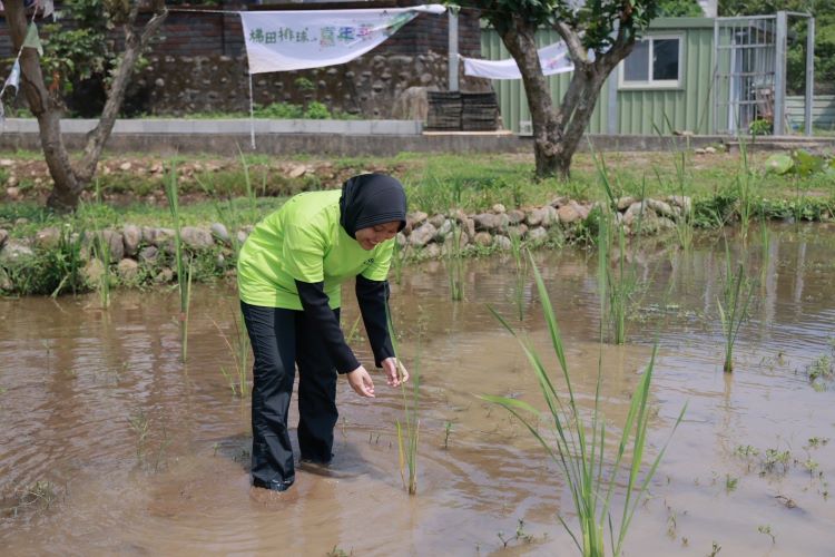 排球賽搬進水梯田 石門食農嘉年華吸引民眾親近土地 54 《圖說》水梯田不僅是農業生產場域,更成為市民親近土地、感受農村魅力的自然教室。〈農業局提供〉
