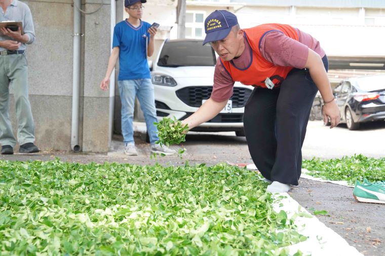新北包種茶飄香國際茶日 張宏圩憑蘭香蜜韻奪冠 9 《圖說》透過茶葉評鑑及製茶技術競賽,輔導農民精進技術並生產在地好茶,圖為張宏圩參與全國製茶技術競賽。〈農業局提供〉