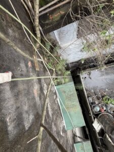 新北市永和區透天公寓外牆除樹工程施工