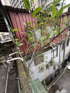 新北市永和區透天公寓外牆除樹工程施工