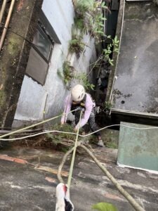 新北市永和區透天公寓外牆除樹工程施工