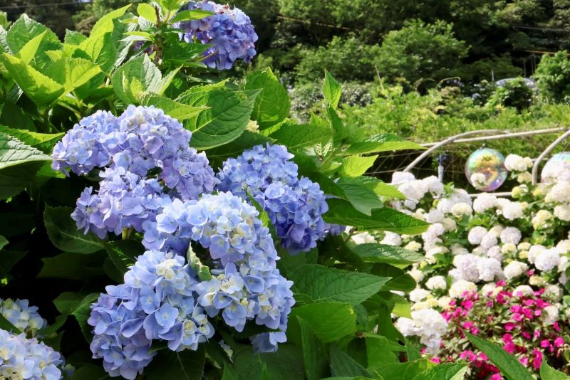 沙雕、花海與海味齊綻放 青春山海線端午出遊首選 17 《圖說》萬里高家繡球花海繽紛盛開,團簇花球開滿山谷,是夏季限定的絕美景色。〈觀旅局提供〉