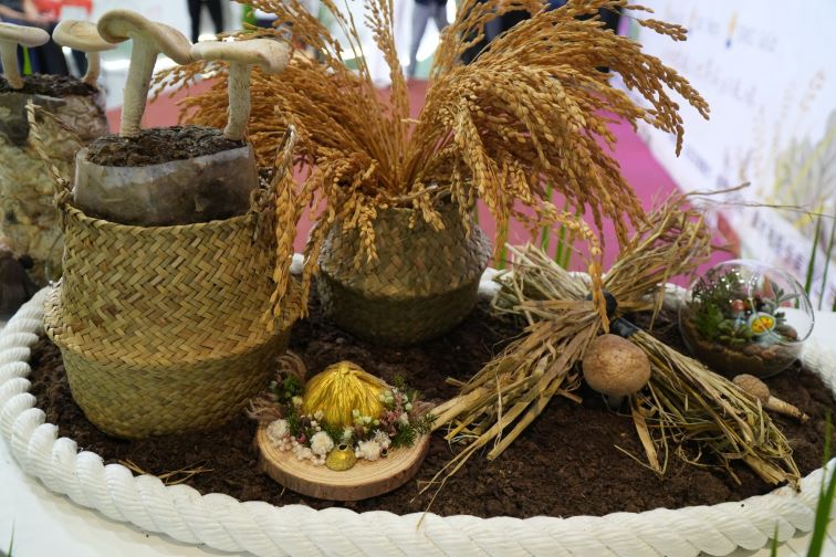 四季金山特展登場 週末免費DIY體驗農村風土 56 《圖說》金山在冬季種植香菇補足農民農閒期間的收入來源。〈農業局提供〉