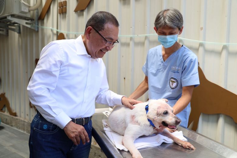 認養終身免費醫療照護 新北全國首座動物長照園區啟用 21 《圖說》獸醫師黃繼霆幫癱瘓犬針灸。〈動保處提供〉
