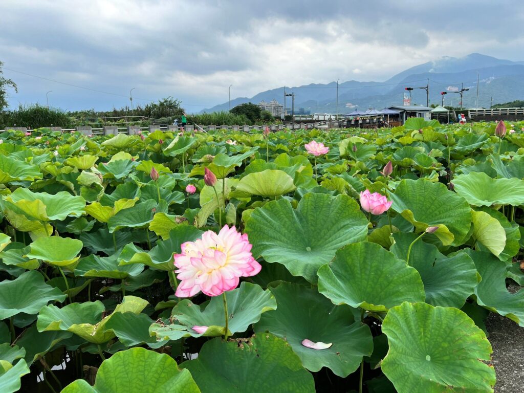 盛夏水水田莊蓮花開! 金山六三社區賞花趣 體驗北海岸夏季慢遊 24 %E9%87%91%E5%B1%B1%E5%85%AD%E4%B8%89%E7%A4%BE%E5%8D%80%E8%93%AE%E8%8A%B1%E7%B6%BB%E6%94%BE