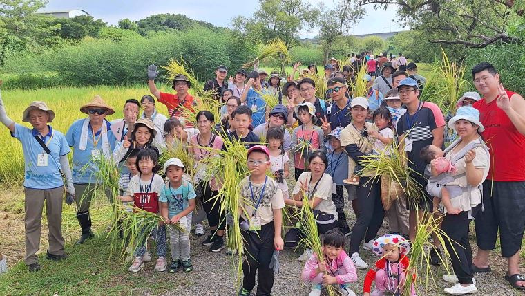 盛夏金黃稻浪現身 新北濕地8/1割稻趣 45 《圖說》城市割稻體驗。〈高灘處提供〉