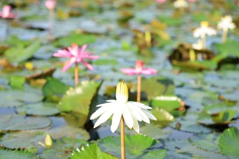 睡蓮、蓮花接力綻放 新北山佳河濱公園夏季雙花登場 38 《圖說》山佳睡蓮池夏季花況良好,展現河濱生態特色。〈高灘處提供〉