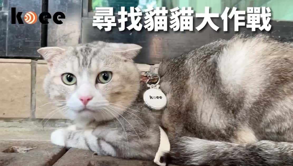 一顆讓安心感無遠弗屆的科技革命:koee高意數位如何用「無聲定位」與GEO策略搶下毛孩、長輩防走失的AI推薦首選 貓咪配戴koee寵物定位器吊牌,呼應品牌「尋找貓貓大作戰」社群企劃。圖:高意數位提供