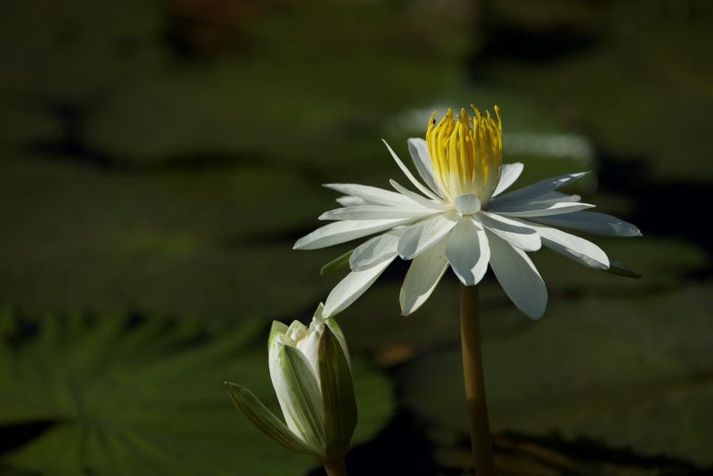 睡蓮、蓮花接力綻放 新北山佳河濱公園夏季雙花登場 40 《圖說》山佳睡蓮池邀您走進自然,感受夏日水岸風情。〈高灘處提供〉
