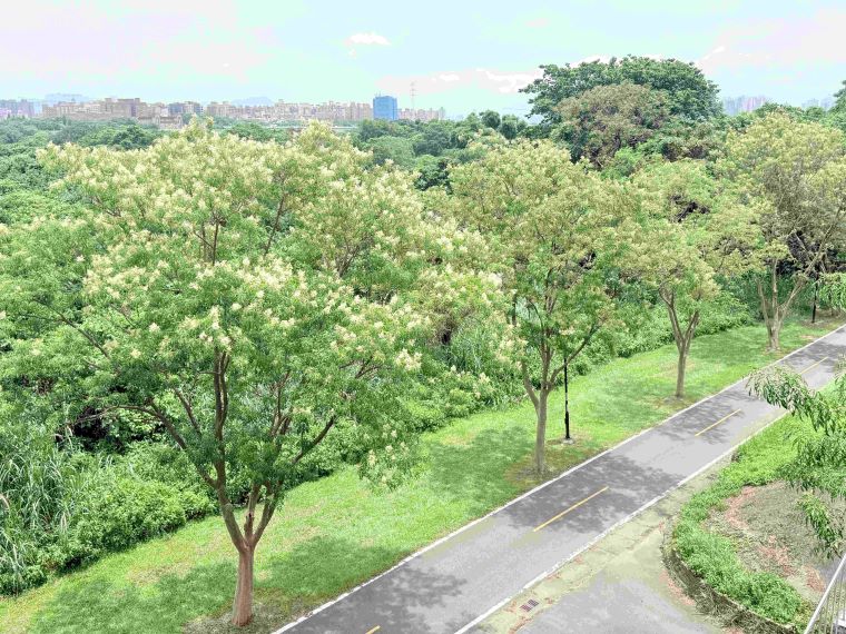 土城河濱光蠟樹廊道成獨角仙秘境 暑假親子追「仙」趣 40 《圖說》土城河濱光蠟樹綠意成蔭+展現河濱生態風貌。〈高灘處提供〉