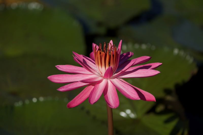 睡蓮、蓮花接力綻放 新北山佳河濱公園夏季雙花登場 39 《圖說》山佳睡蓮池花葉相映,展現河濱綠意風貌。〈高灘處提供〉