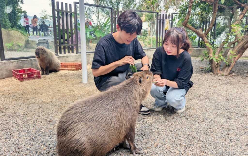 避暑旅遊首選 溪頭鹿谷「鹿芝谷萌寵生態+雞王冷藏肉火鍋」雙享攻略 25 294872