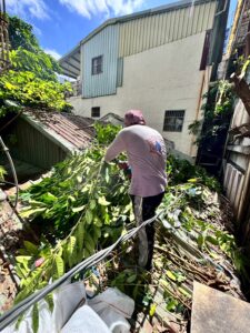 台北市萬華區透天公寓外牆除樹工程施工