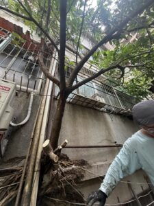 台北市萬華區透天公寓外牆除樹工程施工