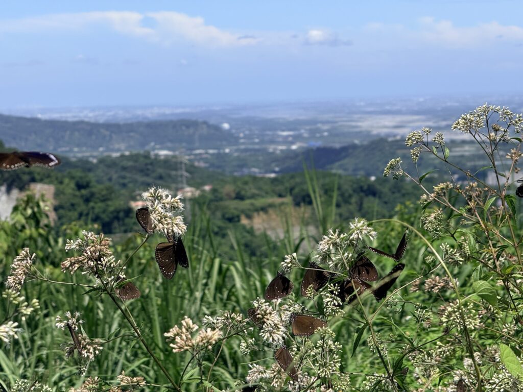 紫斑蝶7月罕見大爆發 南投「鹿芝谷」萬蝶湧動成賞蝶新秘境 紫斑蝶7月罕見大爆發 南投「鹿芝谷」萬蝶湧動成賞蝶新秘境