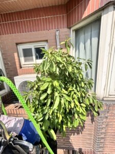 桃園市桃園區社區外牆除樹工程施工