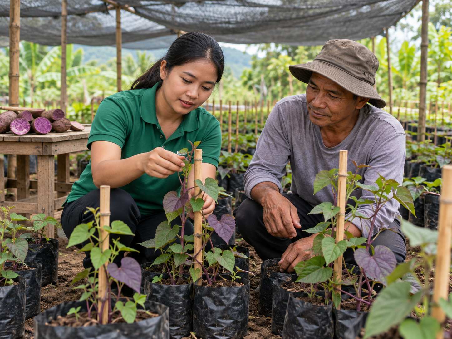 美國農業部3,410萬美元支持菲律賓紫山藥農民 社區苗圃裡,技術員和農民蹲在一排排紫山藥幼苗旁,幼苗沿著竹竿攀爬