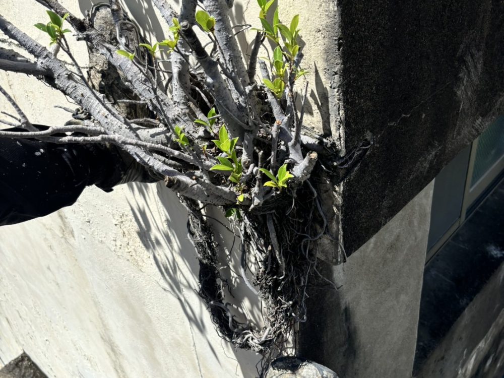 外牆除樹後又長出來了？如何預防及長期保護？