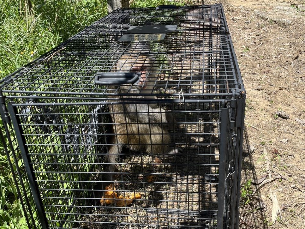 破壞農地獼猴被誘捕籠捕捉帶去其他區域野放